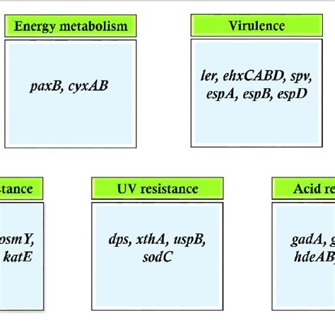 Pdf Molecular Basis Of Stationary Phase Survival And Applications