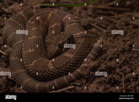 Baby Timber Rattlesnake Identification