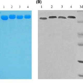 SDS PAGE Identification And Western Blot Analysis Of The Recombinant