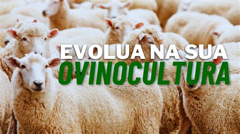 Passos Essenciais Para O Sucesso Na Ovinocultura Obtenha Mais Lucro