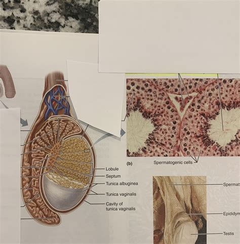 Testis And Seminiferous Tubules Diagram Diagram Quizlet