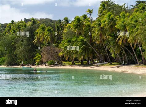 Palm Trees Lining Sandy White Beach At Blue Lagoon Nanuya Island