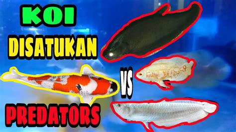 Ikan Koi Dengan Ikan Predators 4Hari Sudah Bersahabat YouTube