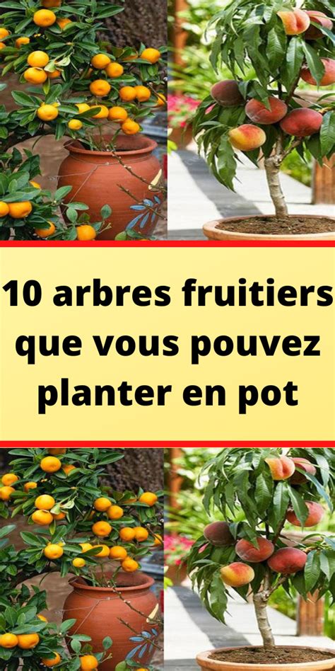 10 Arbres Fruitiers Que Vous Pouvez Planter En Pot Artofit