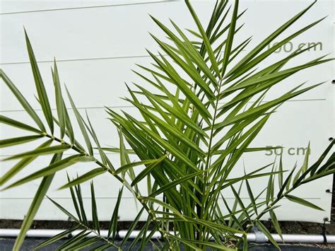 Phoenix Canariensis Kanarische Dattelpalme Ca 110 Cm Tropic Trees