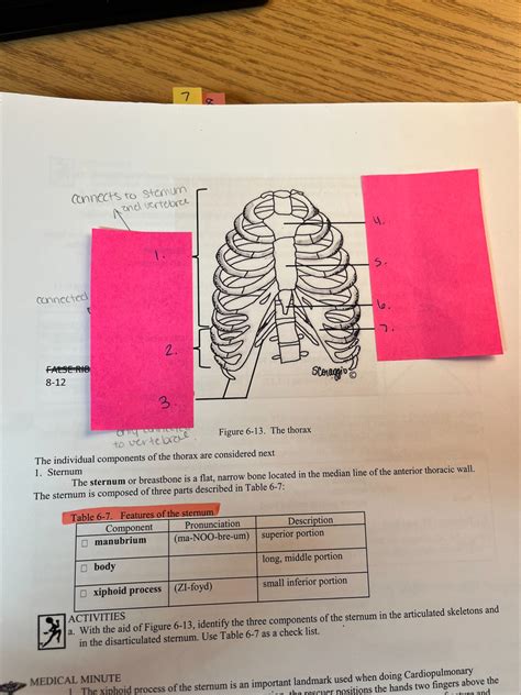 Thorax Diagram Quizlet