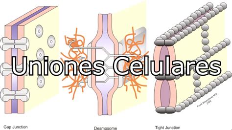 Las Uniones Celulares YouTube