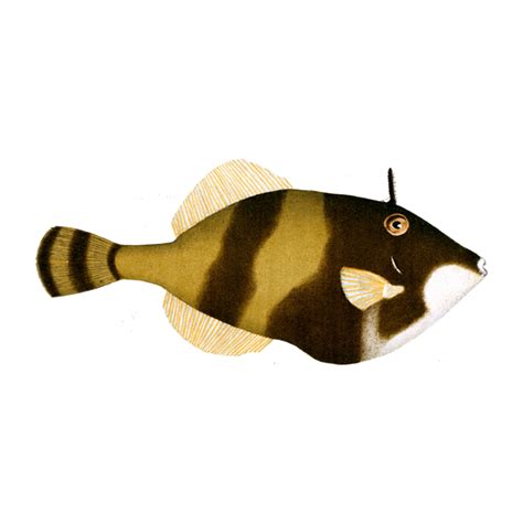 Fish Perons Leatherjacket Free Graphics Enliven Designs