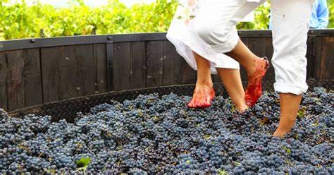 Como se hacía el vino en la antigüedad Hola Zacatlán