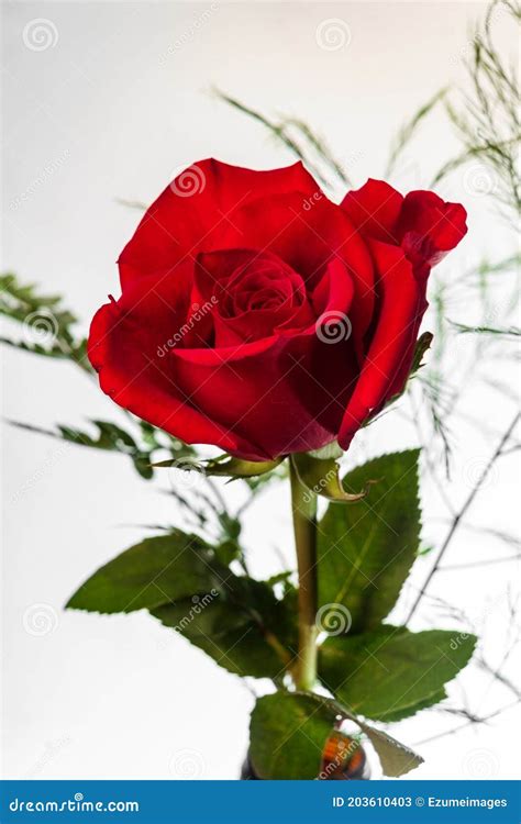 Red Long Stem Rose stock image. Image of rose, beautiful - 203610403