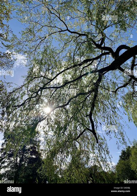 Sun Beaming Through Willow Tree Branch Stock Photo Alamy