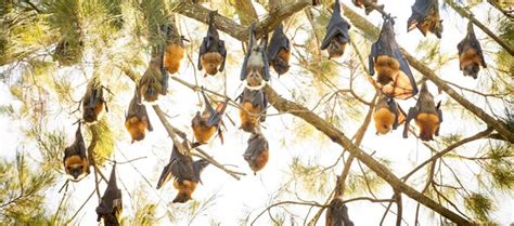 Living Learning Primary School Resources Flying Foxes Centennial