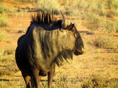 Images Gratuites La Nature Prairie Aventure Faune Corne Troupeau