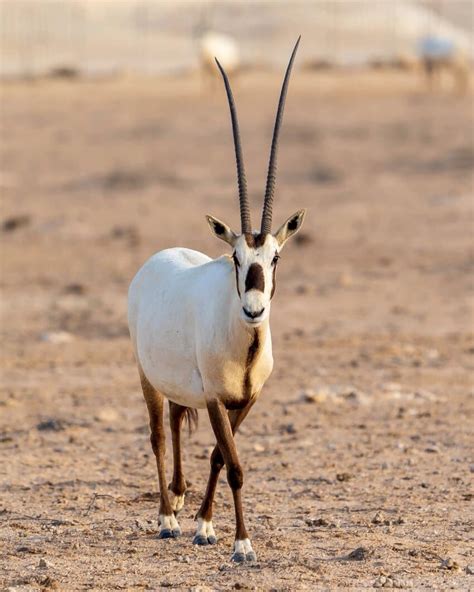 Arabian Oryx Is It Currently Endangered