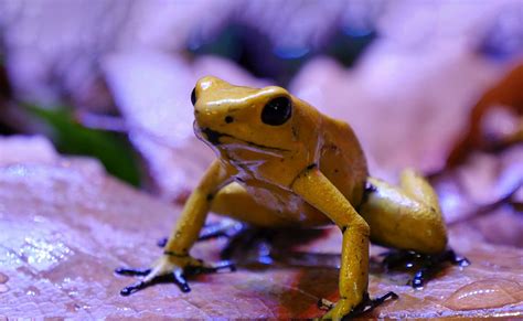 What Happens When You Touch A Poison Dart Frog Amphipedia