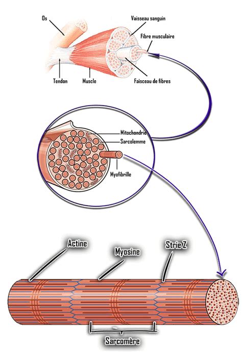 Les Types De Contraction Musculaire Pour L Entra Nement