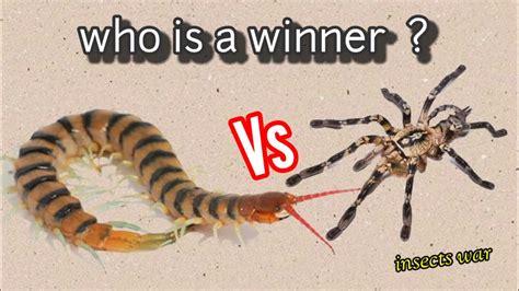 PSviews Insects War Centipede Vs Tarantula Who Is A Winner YouTube