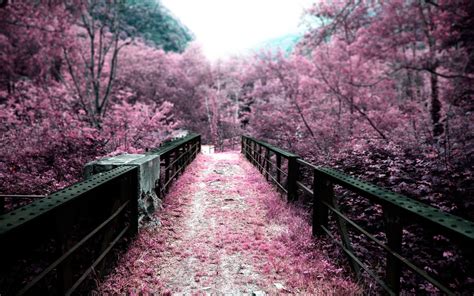 Pink Landscape Wallpapers Top Free Pink Landscape Backgrounds