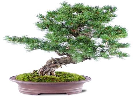 Japanese White Pine Bonsai