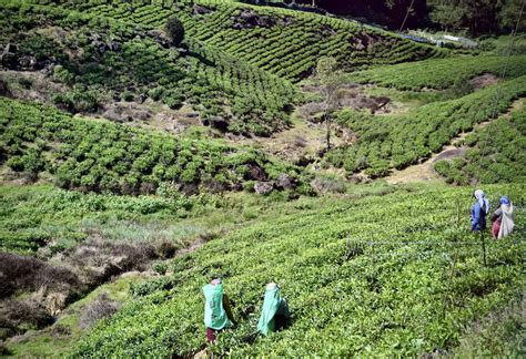 Tee Plantation Nuwara Eliya Sri Lanka Travel Team Flickr