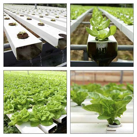 How To Grow Hydroponic Lettuces A Beginners Guide