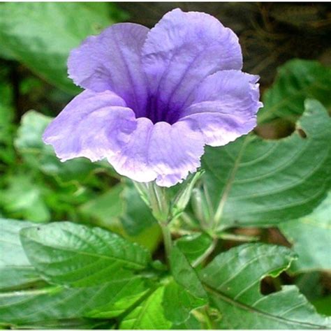 Jual BIBIT TANAMAN KENCANA UNGU PLETEKAN RUELLIA TUBEROSA DIABETES