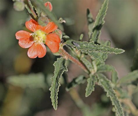 CAB010629a Narrowleaf Globemallow At Encino Torrance Co Flickr