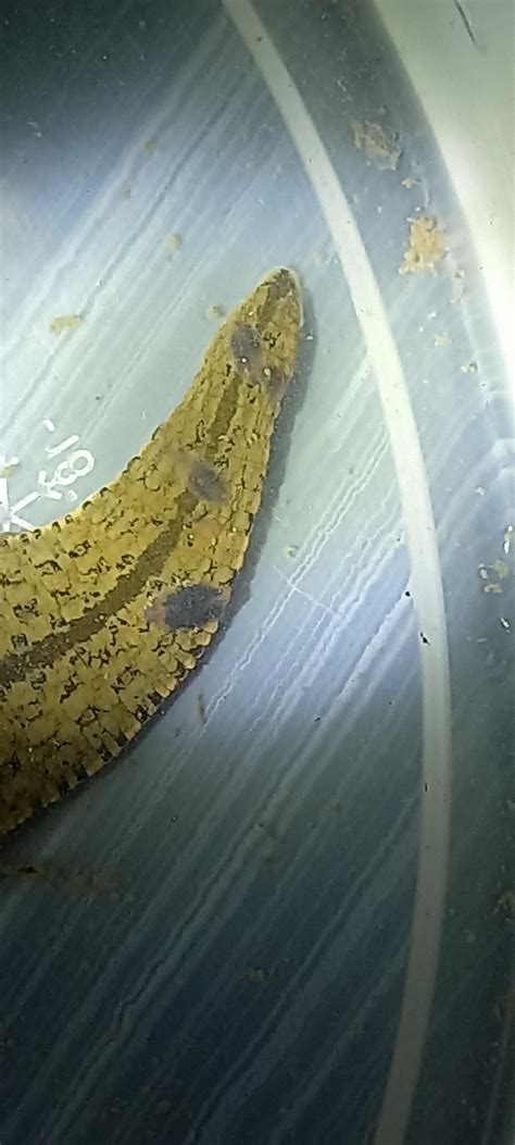 What Is On This Leechs Tail Rleechgang