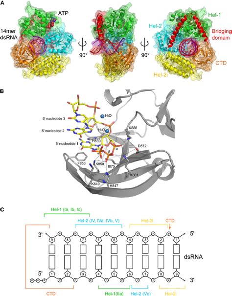 Ppp Dsrna Binding By Rig I A Ribbon And Surface Representation