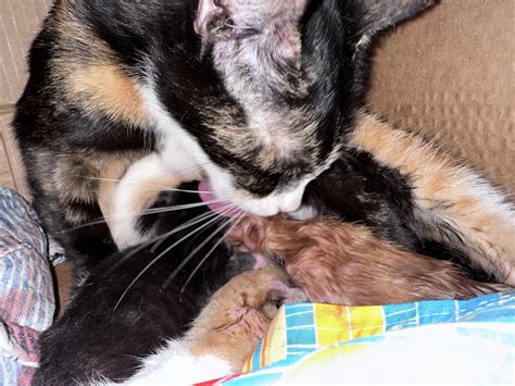 The predictions came true! : r/smosh