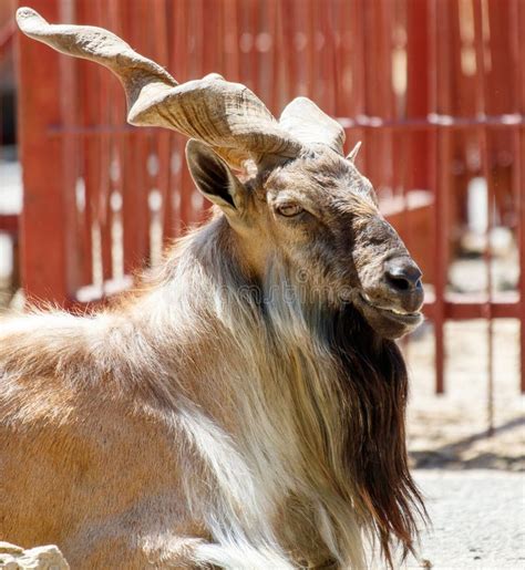 Portrait Of A Mountain Goat In The Zoo Stock Image Image Of Falconeri