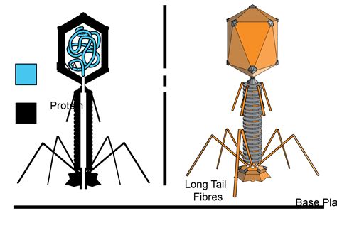 Structure Of Viruses Boundless Microbiology