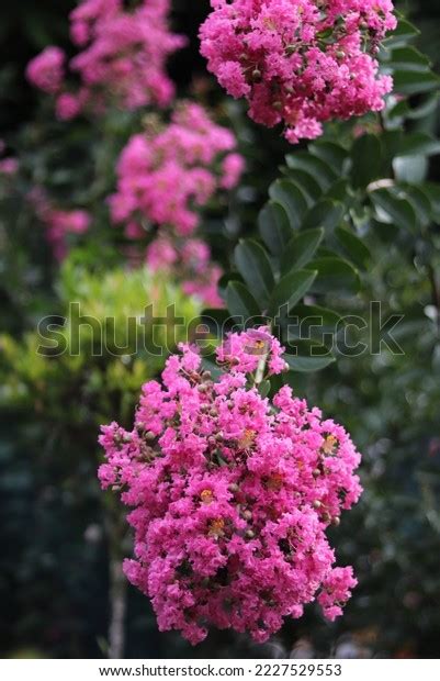 Beauty Pink Flowers Lagerstroemia Indica Plants Stock Photo 2227529553 ...