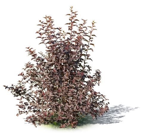 Cut Out Bush With Red Leaves And Small Berries Vishopper