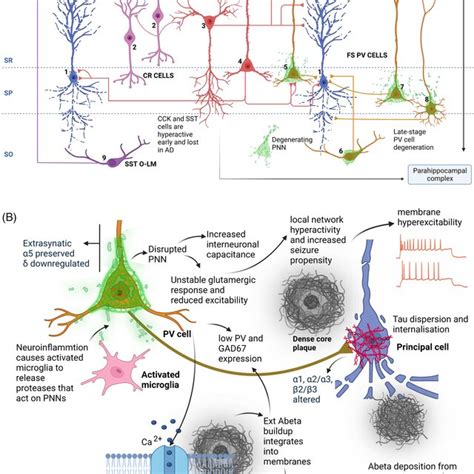 A Schematic Overview Of Perisomatic And Dendritic Inhibitory