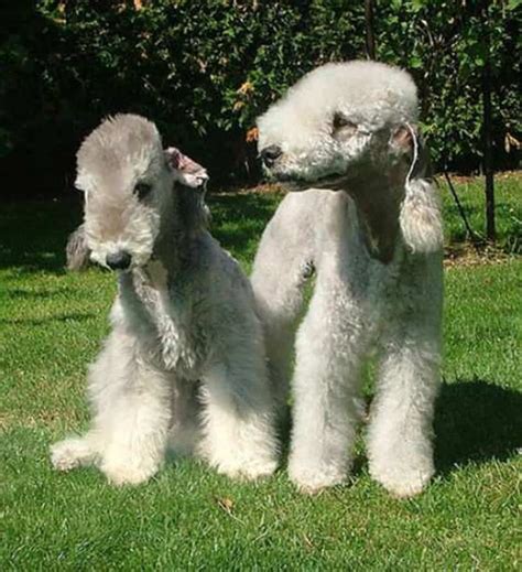 15 Strange And Unusual Dog Breeds