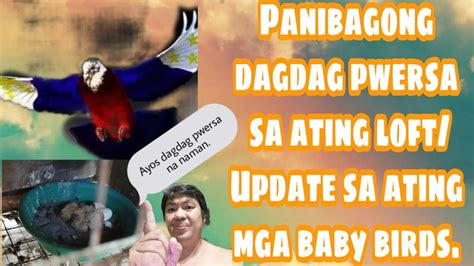 Dagdag Pwersa Na Naman Kay KALAPATIDS PIGEON LOFT Update Sa Ating Mga