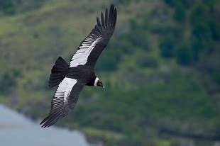 Condor Dos Andes Vultur Gryphus Wikiaves A Enciclop Dia Das Aves