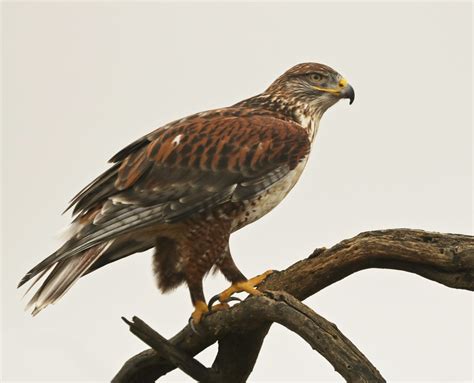 Hawks In Oklahoma 9 Species To See In The Sooner State