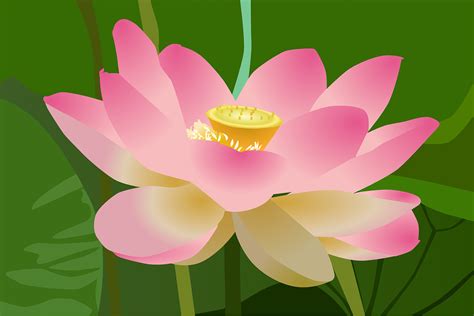 Lotus Flower Beauty · Free Vector Graphic On Pixabay