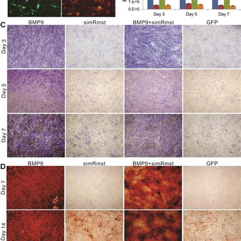 Bmp Induced Expression Of Lncrna Rmst And Construction Of Adenoviral