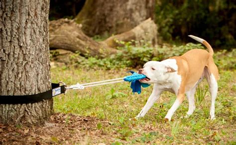 40 Of The Coolest Dog Gadgets And Products For Your Best Friend