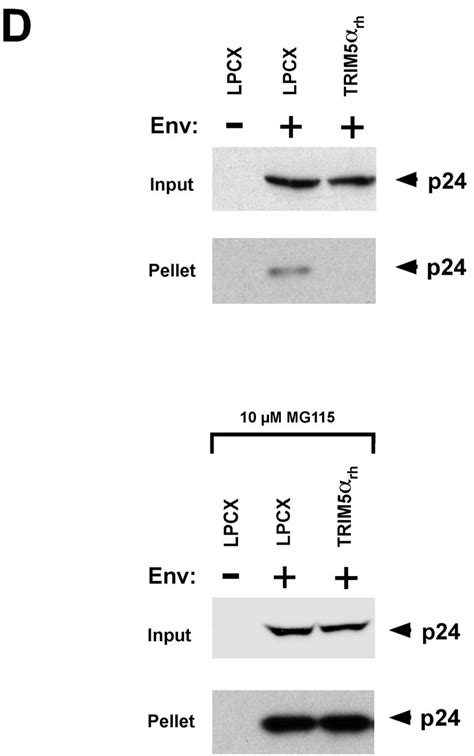 Comparative Requirements For The Restriction Of Retrovirus Infection By