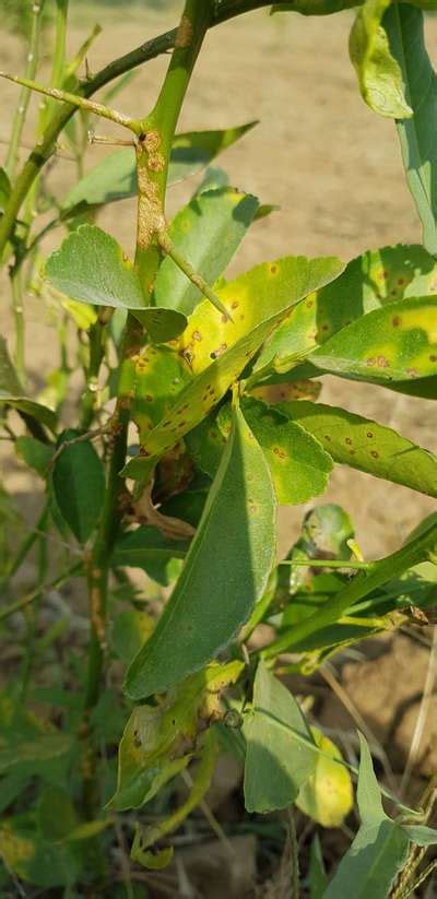 What S The Problem With These Citrus Plants And Recommend Medicine Treatment Please Community