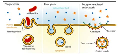 Vesicular Epithelial Transport Flashcards Quizlet