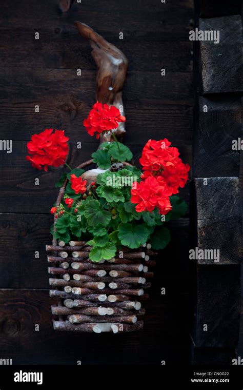 Hanging basket of red geraniums on Swiss chalet Stock Photo - Alamy