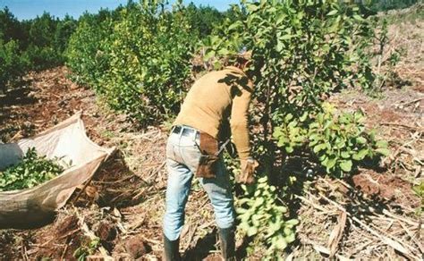 Apuntes Profesionales De Carlos Alberto Santostefano Yerba Mate Palo