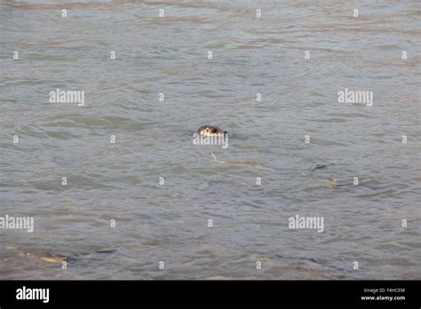 Sea Lions Waiting For Their Salmon Dinner Stock Photo Alamy