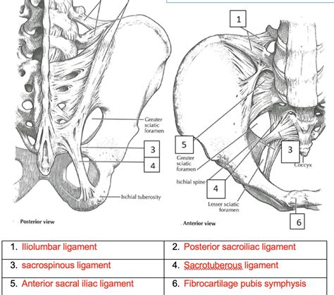 Ligaments Of The Pelvic Girdle Diagram Quizlet