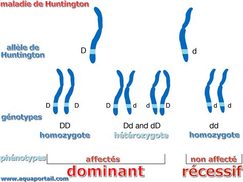 Cartographie G N Tique D Finition Et Explications